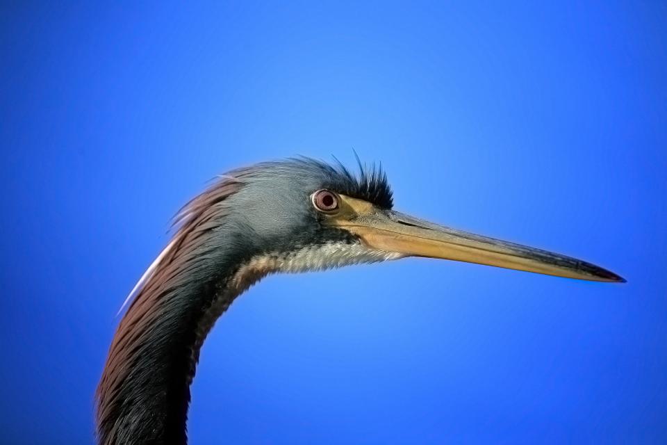 Tri-colored Heron | Shutterbug